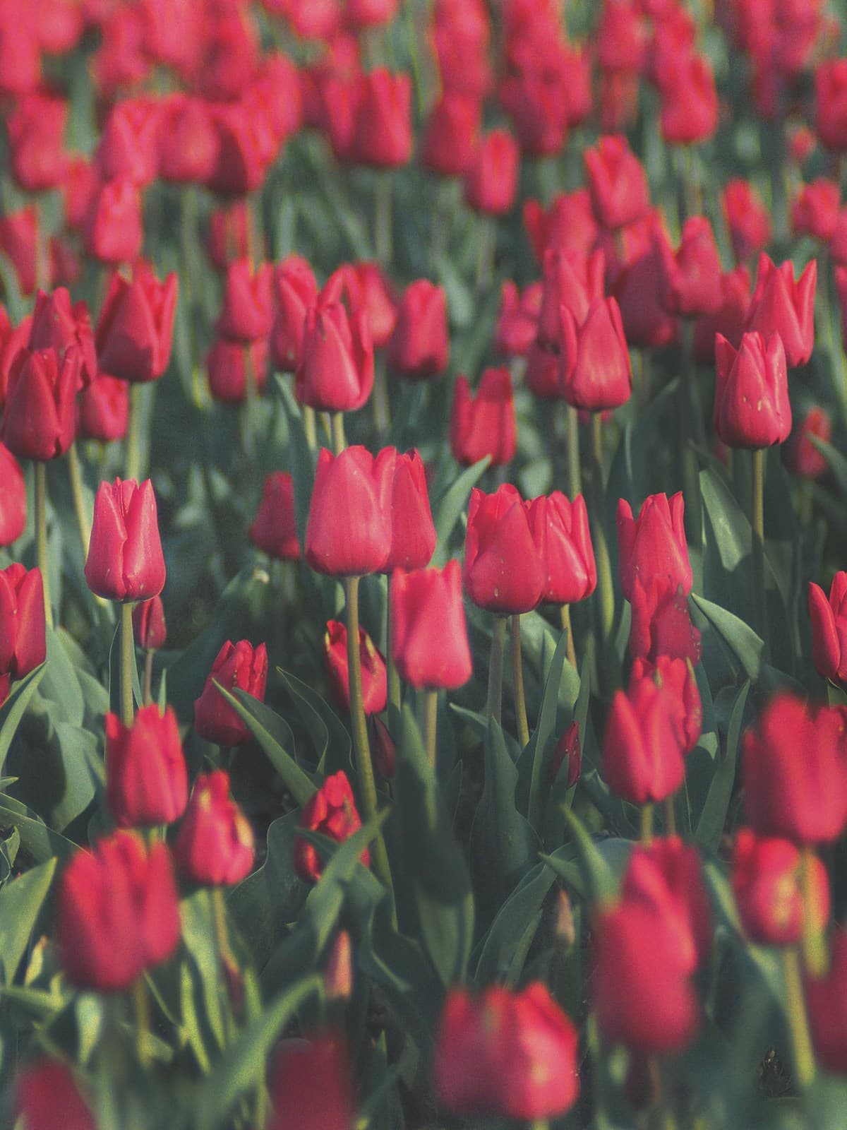 Holland